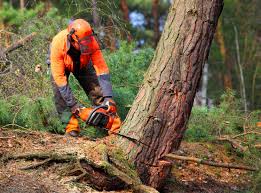 Best Emergency Tree Removal  in Dover, OH