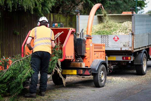 Best Stump Grinding and Removal  in Dover, OH