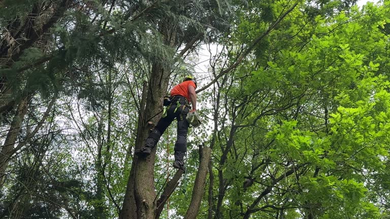 How Our Tree Care Process Works  in  Dover, OH