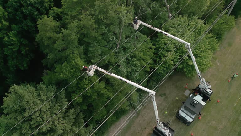 Best Tree Removal  in Dover, OH